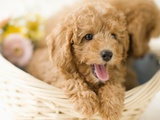 Dogs in Basket