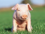 Piglet sitting on grass