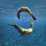 Sea Lions Playing Underwater