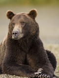 Brown Bear Resting at Kukak Bay in Katmai National Park