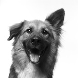 Smiling Dog with One Ear up  One Ear Down  B&W