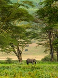 African Elephant in Ngorongoro Crater in Ngorongoro Conservation Area