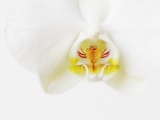 White Orchid