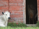 Cows and Red Barn  Southern Saskatchewan  Canada