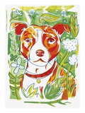 Staffordshire Bull Terriers