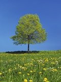 Lime tree in a field of dandelions