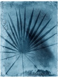 Palmetto Palm