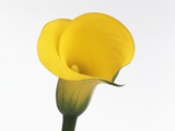 Calla lily