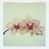 Balkan Kaleidoscope Orchid