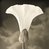 Morning Glory with Clouds