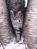 Bobcat in the snow in Montana