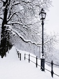 Trees and lamp post in snow