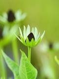 Rudbeckia occidentalis  or green wizard