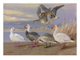 A Painting of Several Species of Adult and Young Geese