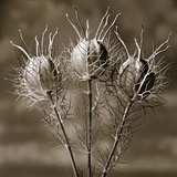 Aliens from the Garden