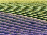 Lavender field