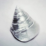 Pearl Trochus Shell