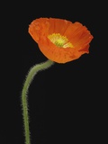 Corn Poppy Flower  Close-up