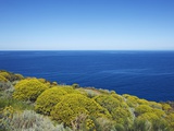 Tree spurge on Stromboli Island