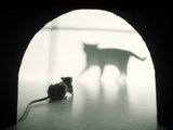 Cat and Mouse