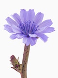 Chicory flower