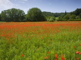 Poppy field  Chiusi  Italy
