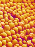 Chrysanthemum petal