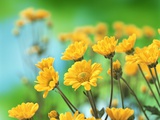 Yellow Chrysanthemums