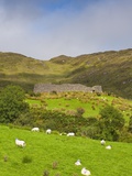 Sheep grazing near Staigue Stone Fort on the Iveragh Peninsula