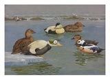 A Painting of Pairs of Various Species of Eider