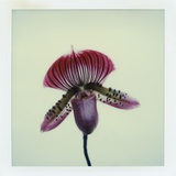 Lady Slipper Orchid