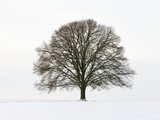 Old oak tree on a field in snow