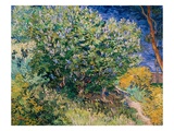 Lilac Bush