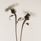 Bachelor Buttons by Tom Marks