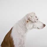 Dog with ears over eyes