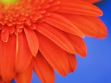 Gerbera daisy