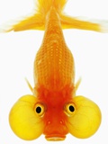 Bubble Eye Goldfish