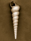 Unicorn Shell