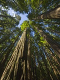 Redwood forest in Humboldt Redwood State Park