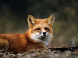 Red Fox in a Trap during Wolf Research Project  La Mauricie National Park  Quebec