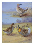 A Painting of a Group of Prairie Chickens of Different Species