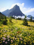 Wildflowers Growing in Mountain Meadow