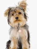 Portrait of Yorkshire terrier