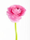 Pink Ranunculus