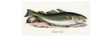 Common Cod