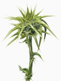 Marian thistle