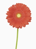 Gerbera blossom close-up