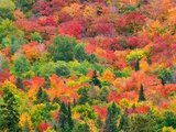 Forest on hill with autumn colors