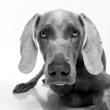 Weimaraner