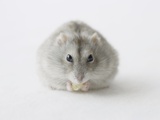 Hamster eating food